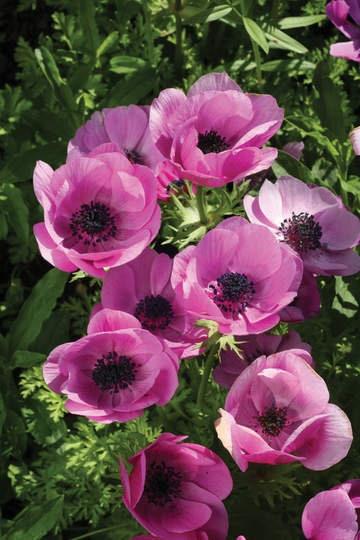Anemone "Sylphide de Caen" - Image 9