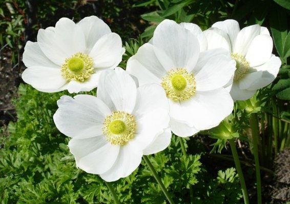 Anemone "The Bride" coronaria - Image 4