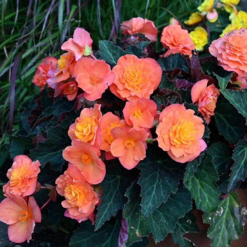Begonia multiflora 'Peardrop' - Image 3