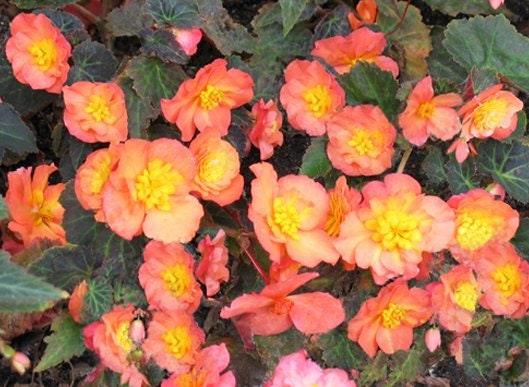 Begonia multiflora 'Peardrop' - Image 5