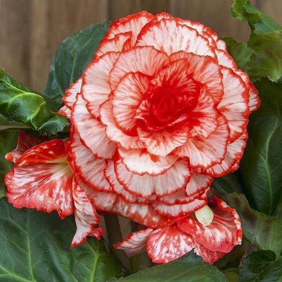 Begonia Picotee "Marmorata" - Image 4