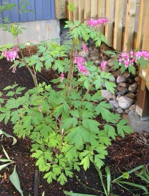 Bleeding Hearts roots/rhizomes (Dicentra spectabilis; Lamprocapnos spectabilis) - Image 3