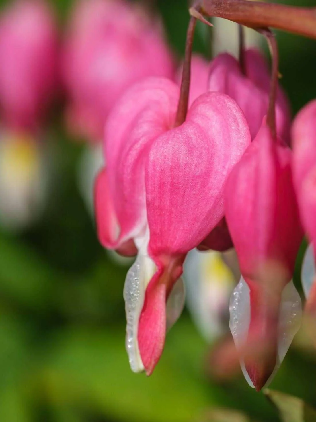 Bleeding Hearts roots/rhizomes (Dicentra spectabilis; Lamprocapnos spectabilis) - Image 4