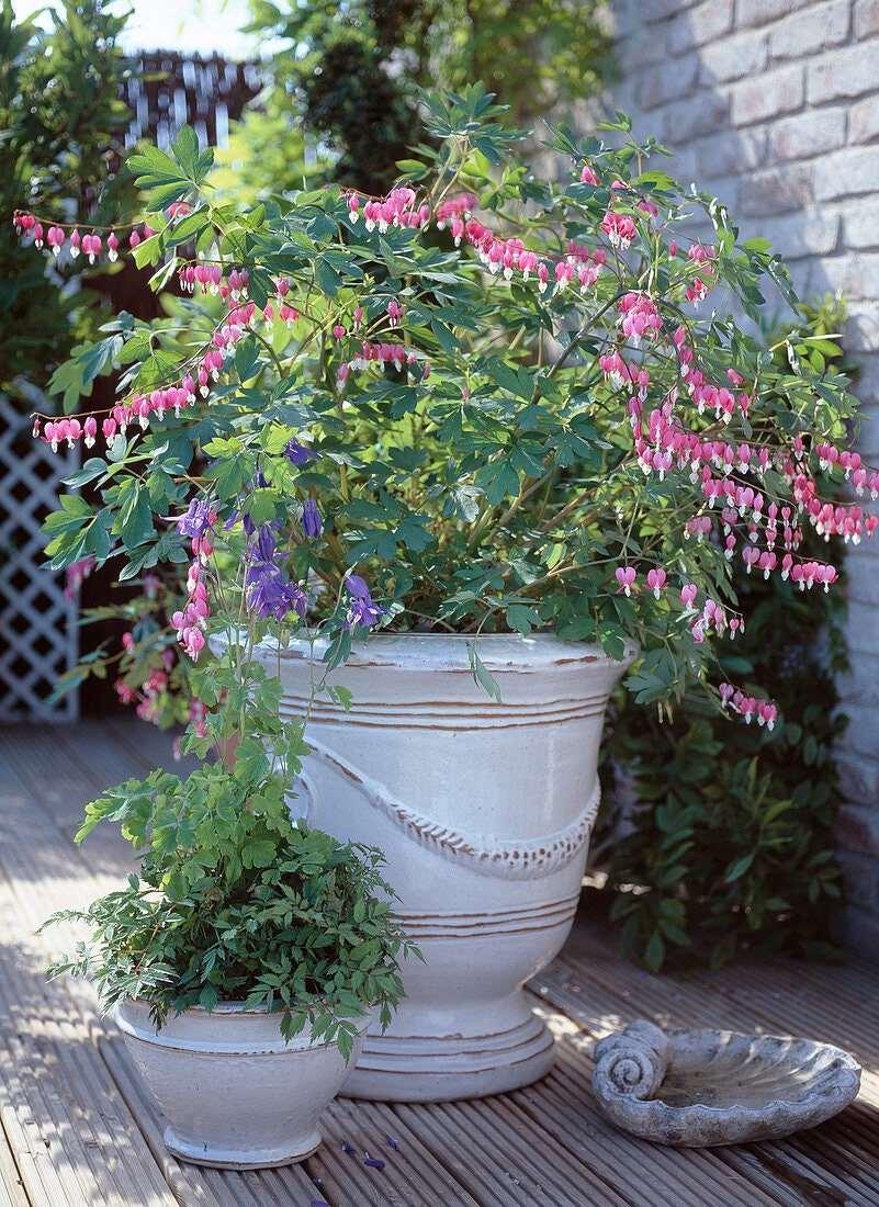 Bleeding Hearts roots/rhizomes (Dicentra spectabilis; Lamprocapnos spectabilis) - Image 5