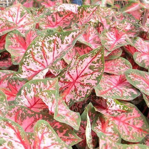 Caladium Carolyn Whorton - Image 3