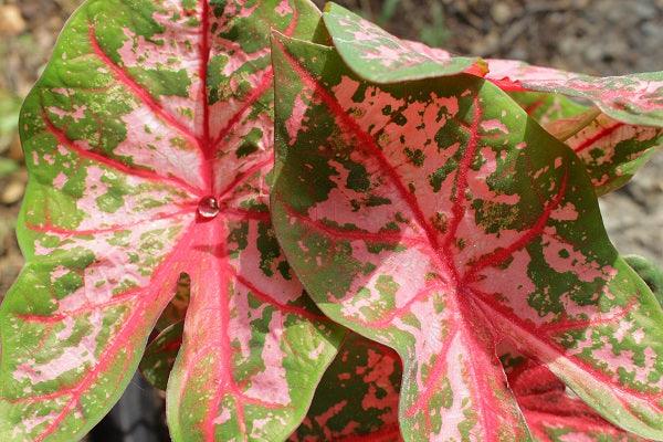 Caladium Carolyn Whorton - Image 4