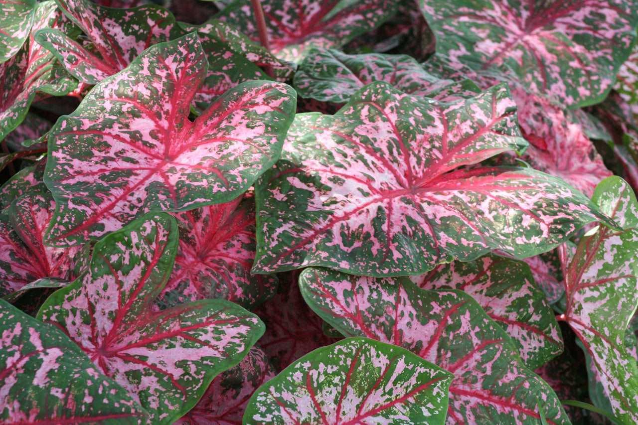 Caladium Carolyn Whorton - Image 5