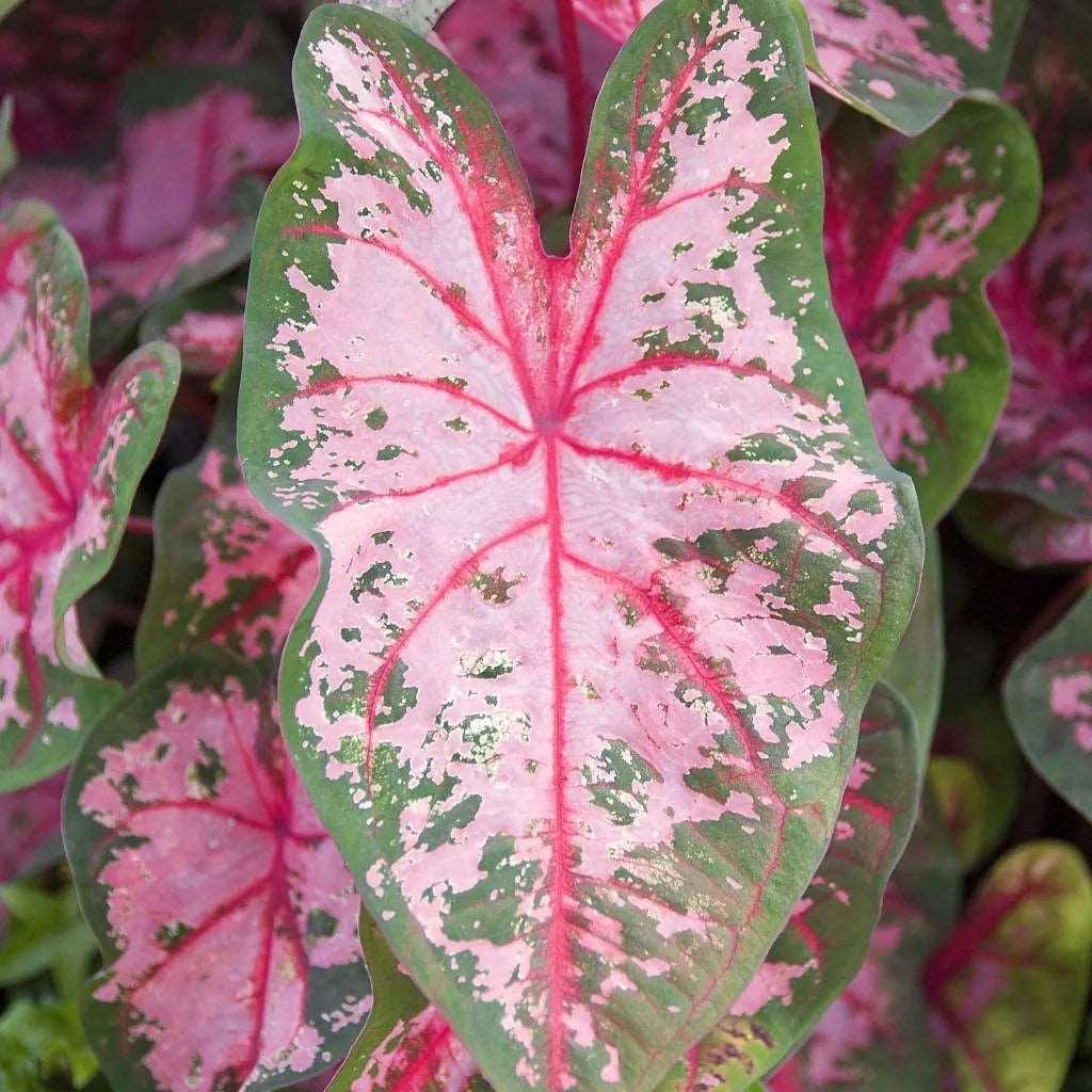 Caladium Carolyn Whorton - Image 6