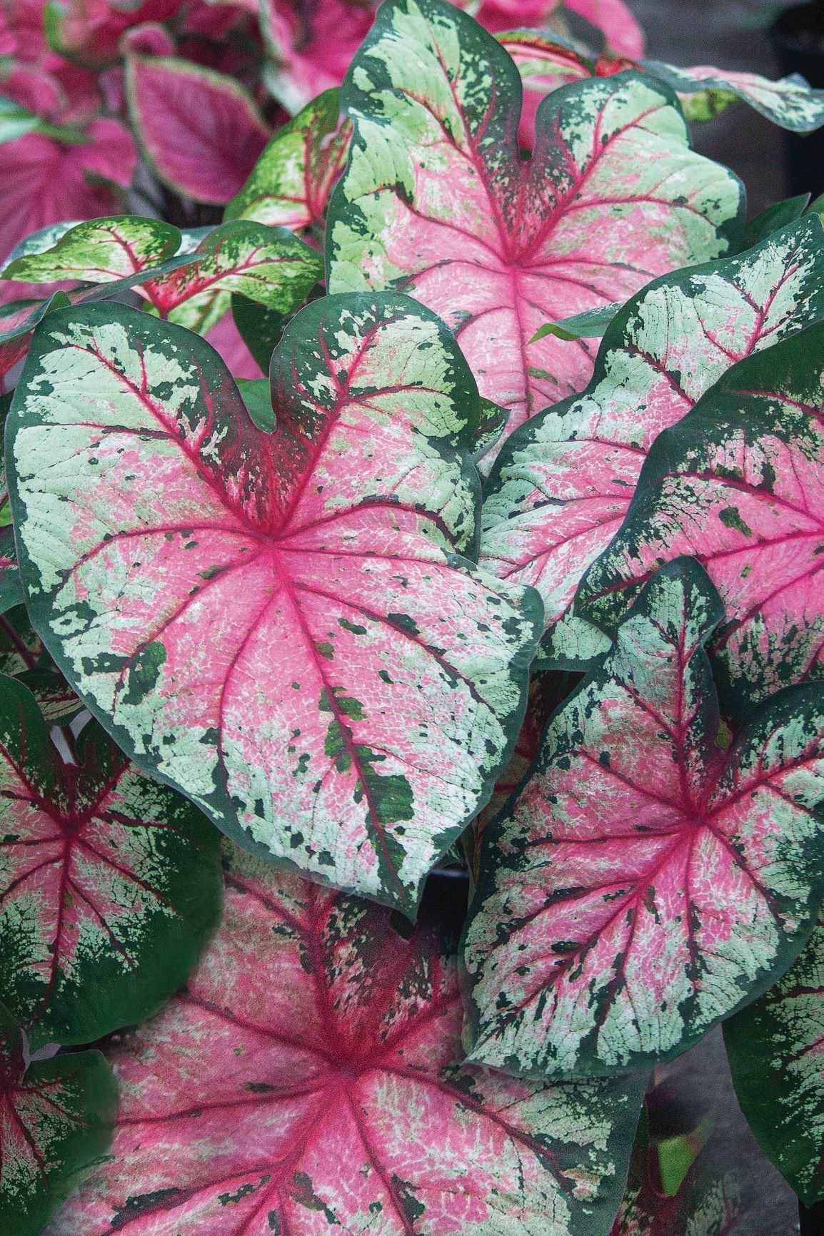 Caladium Cherry Blossom - Image 3