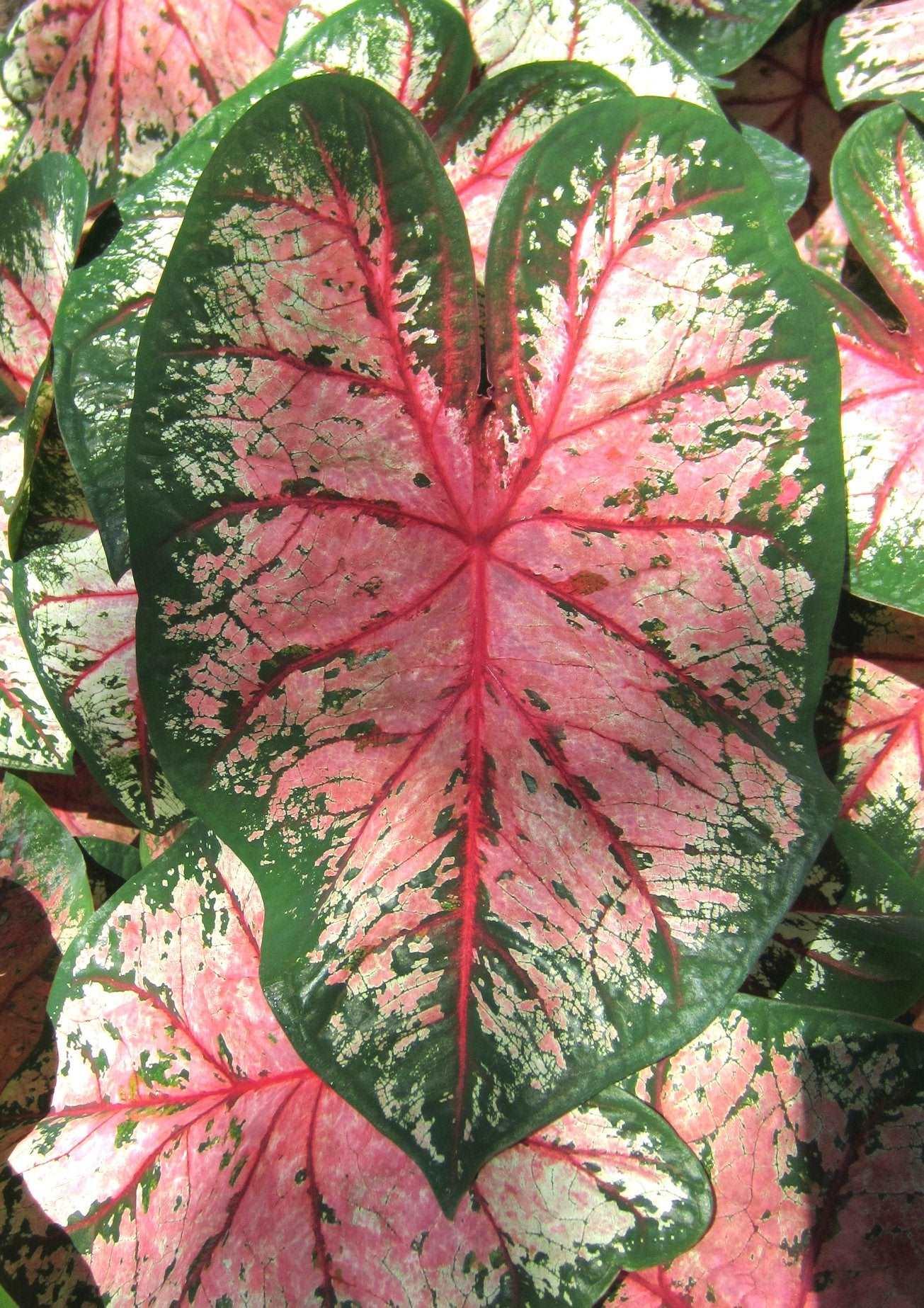 Caladium Cherry Blossom - Image 4