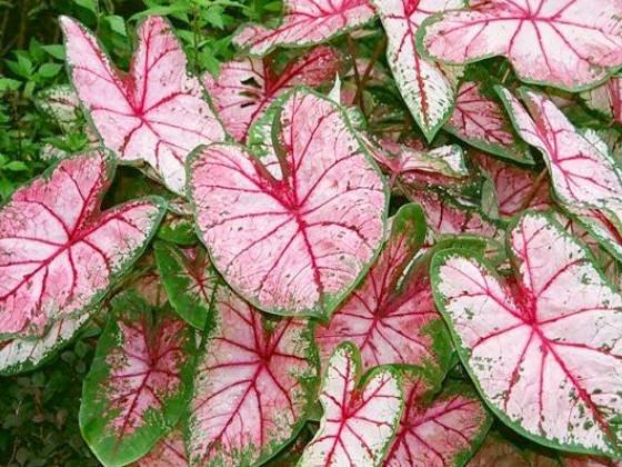 Caladium Cherry Blossom - Image 5