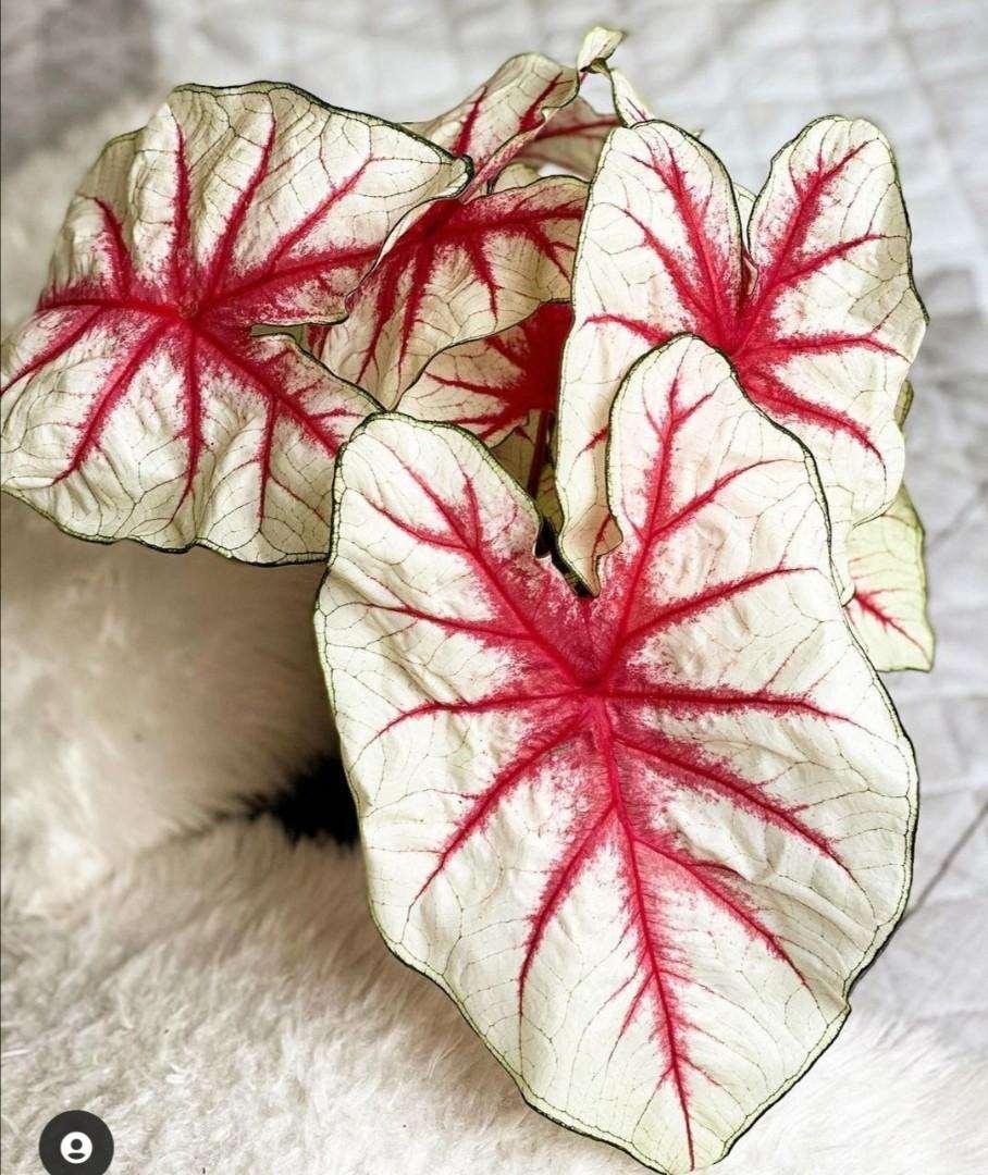 Caladium Fiesta - Image 3