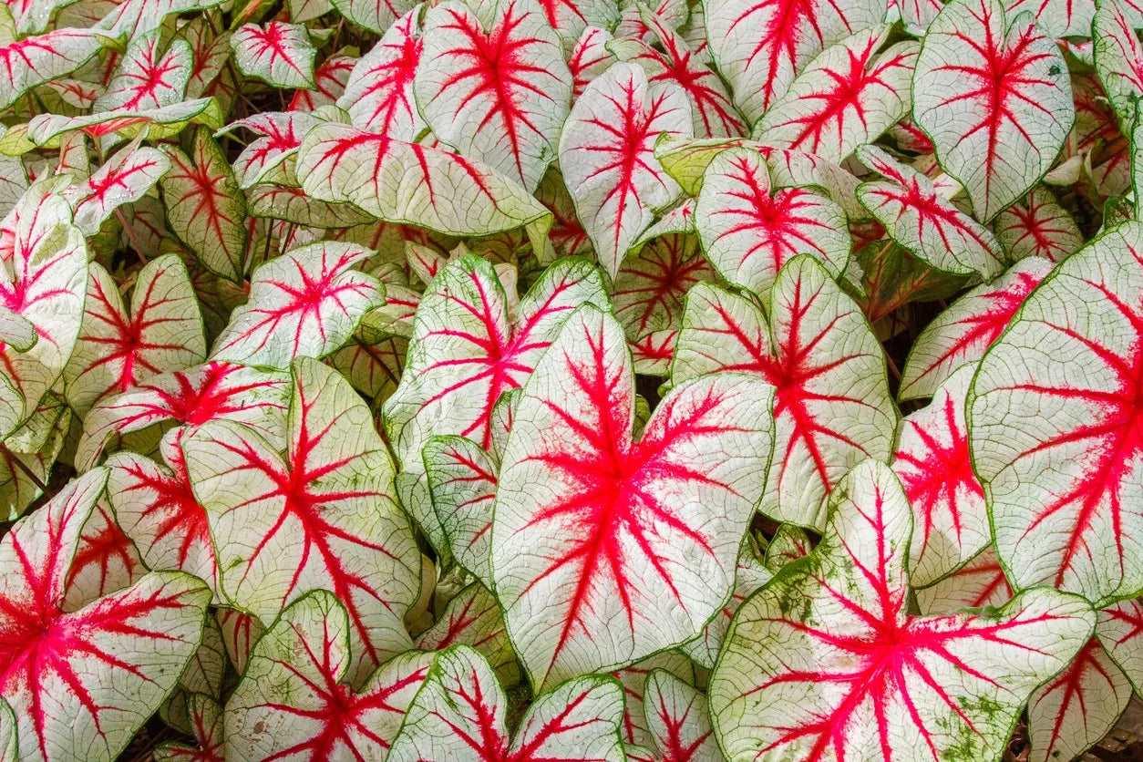 Caladium Fiesta - Image 4