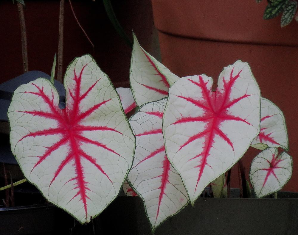 Caladium Fiesta - Image 5