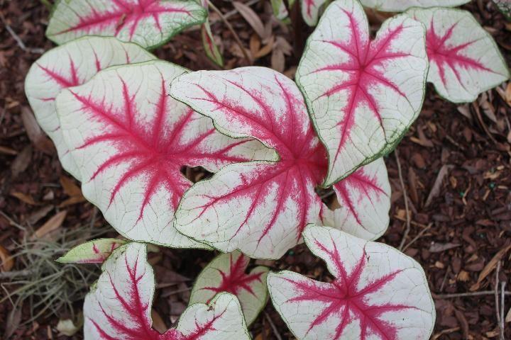 Caladium Fiesta - Image 6