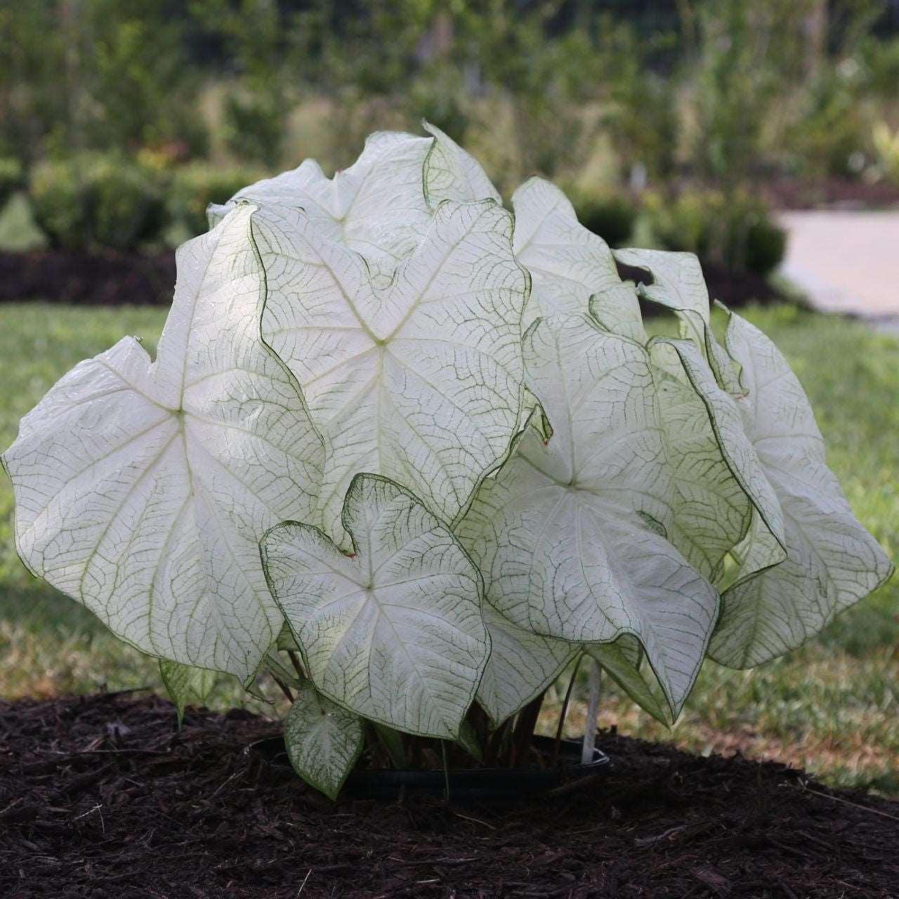 Caladium Florida Moonlight - Image 3