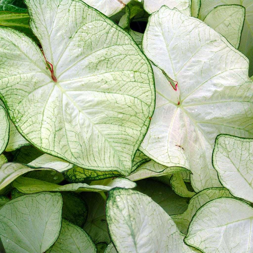 Caladium Florida Moonlight - Image 4