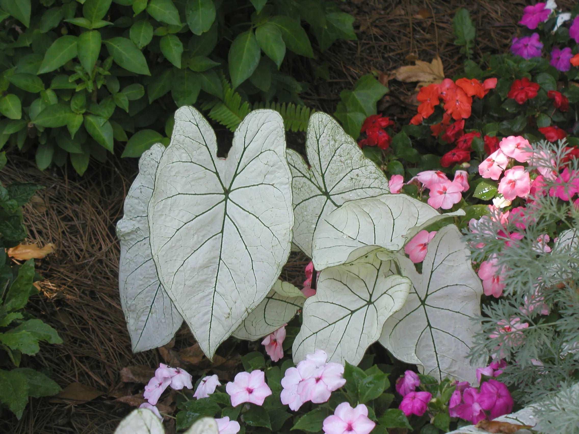 Caladium Florida Moonlight - Image 5