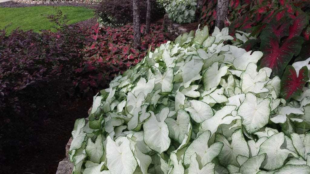 Caladium Florida Moonlight - Image 6