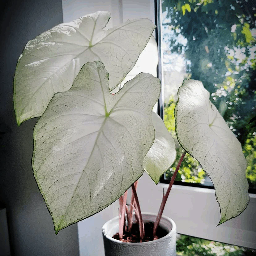 Caladium Florida Moonlight - Image 7
