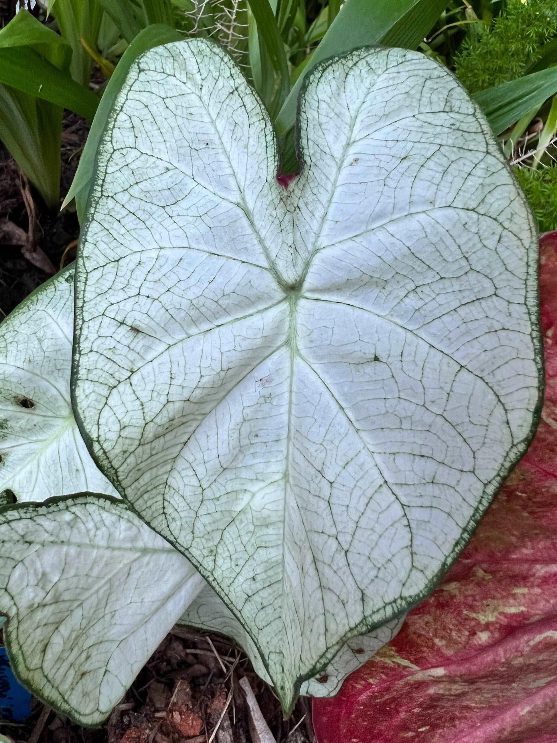 Caladium Florida Moonlight - Image 8