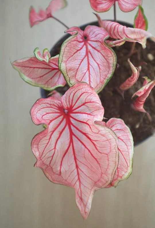 Caladium Florida Sweetheart - Image 3