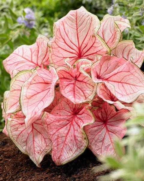 Caladium Florida Sweetheart - Image 4