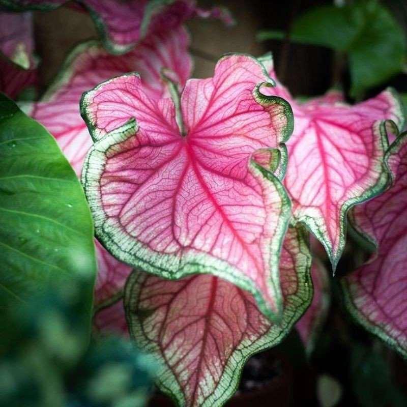Caladium Florida Sweetheart - Image 6
