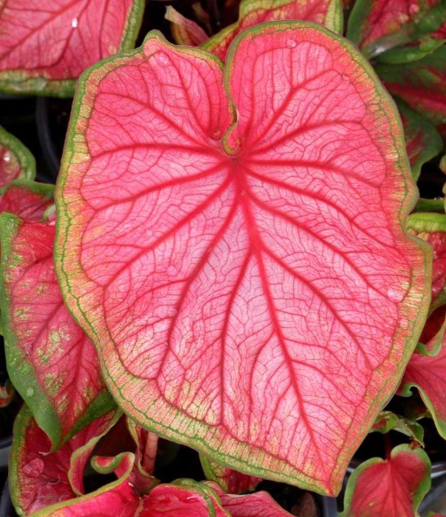 Caladium Florida Sweetheart - Image 7