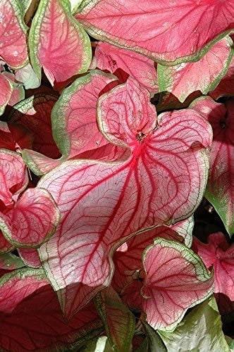 Caladium Florida Sweetheart - Image 8