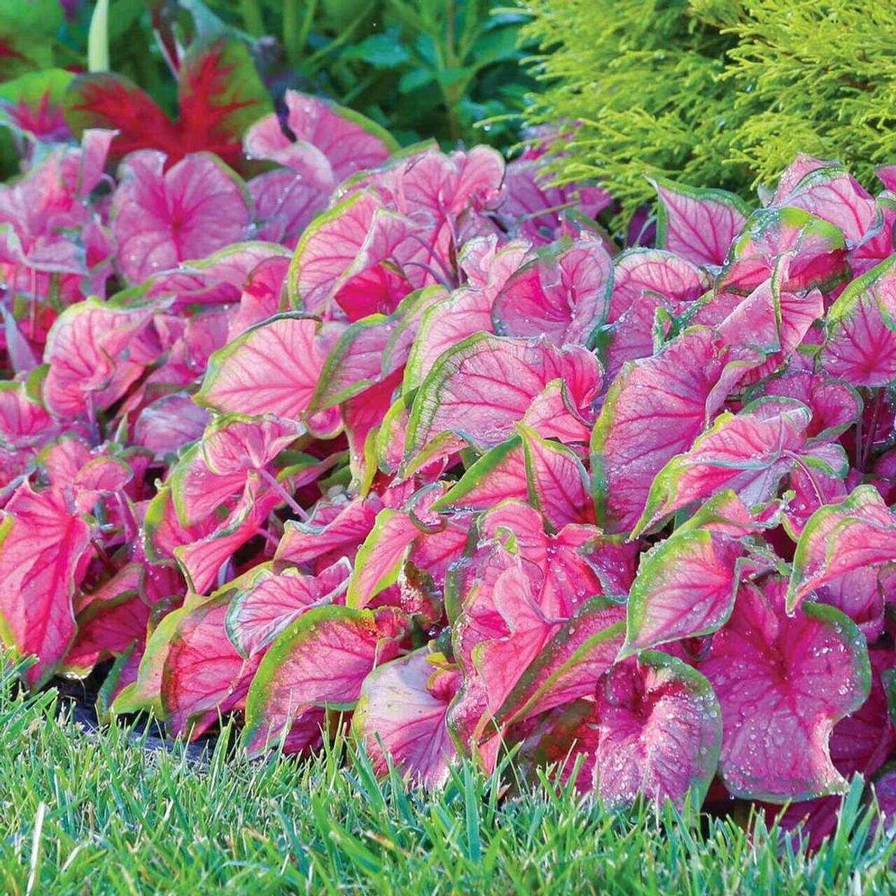 Caladium Florida Sweetheart - Image 9
