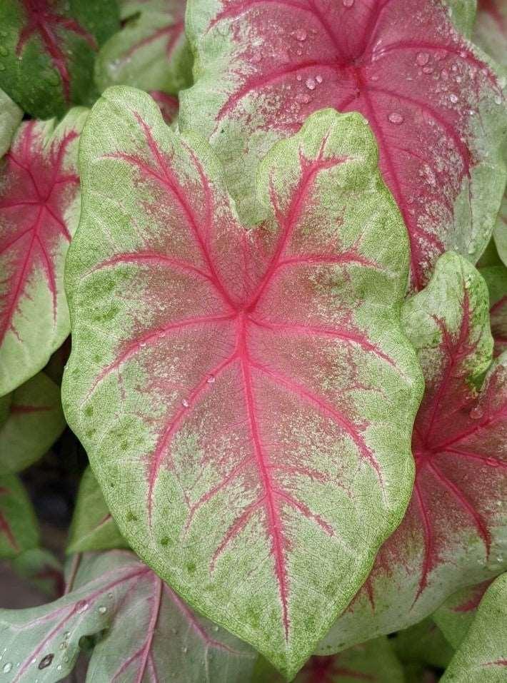 Caladium Mint Julep - Image 3