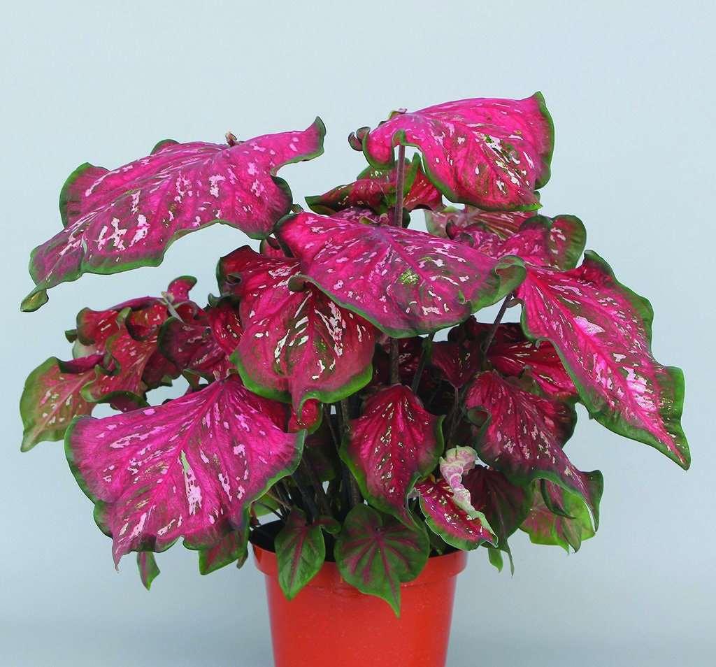 Caladium Pink Panther - Image 3