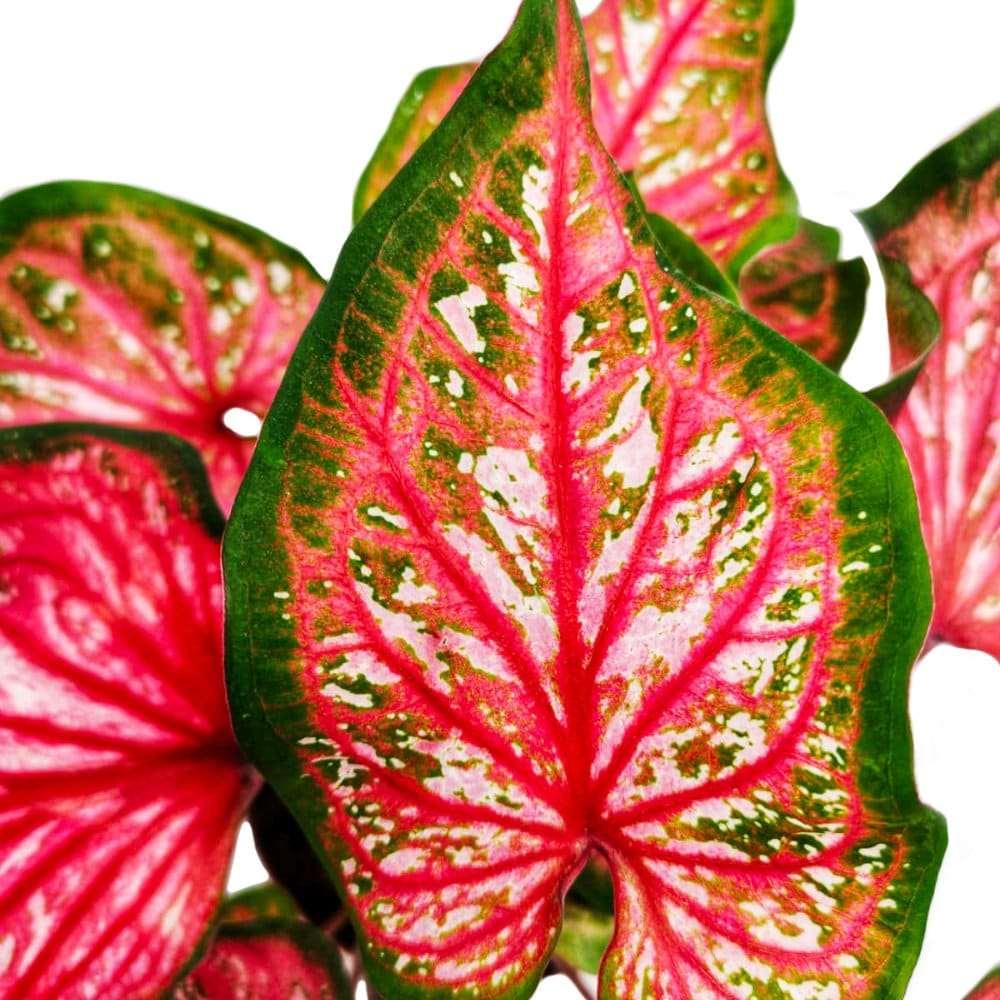 Caladium Pink Panther - Image 4