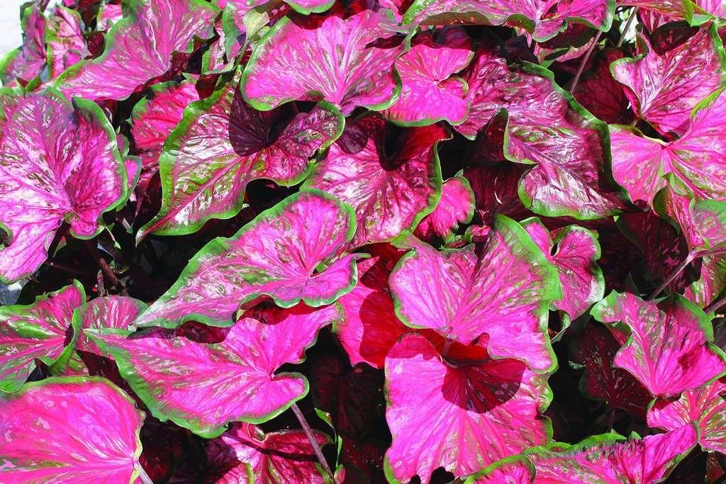 Caladium Pink Panther - Image 5