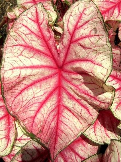 Caladium Rhapsody - Image 3