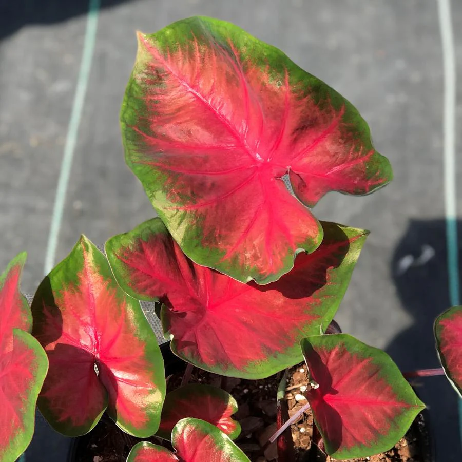 Caladium Royal Flush - Image 2