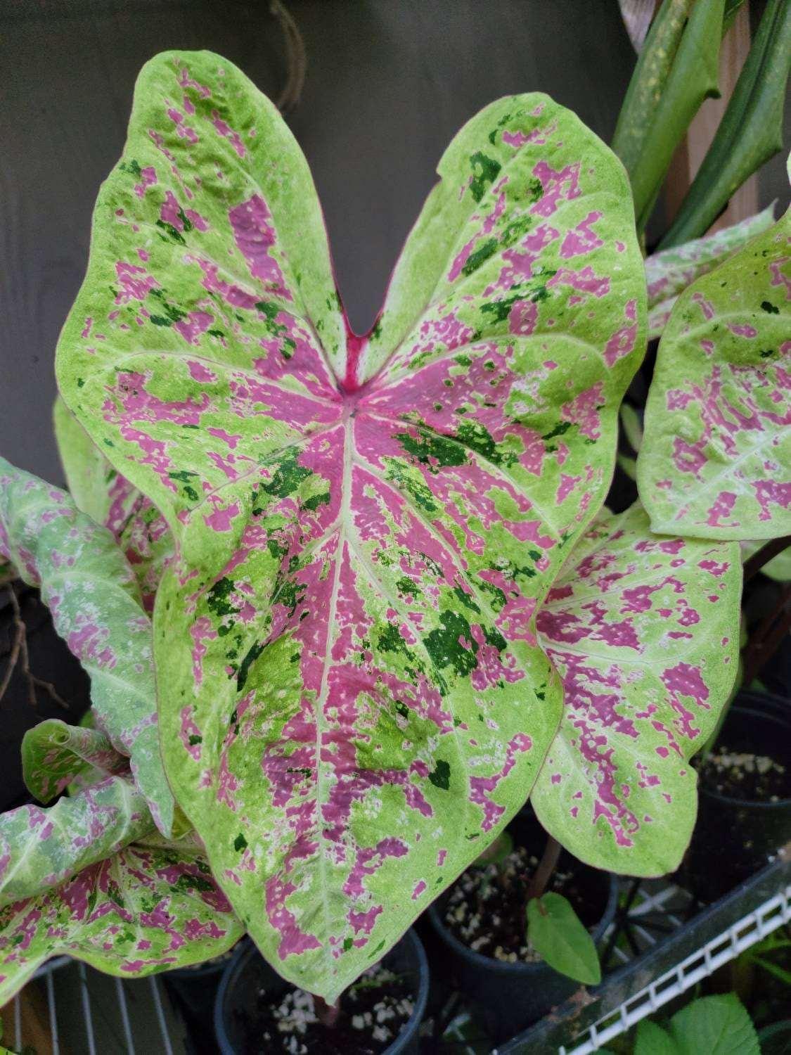 Caladium Seafoam Pink - Image 2