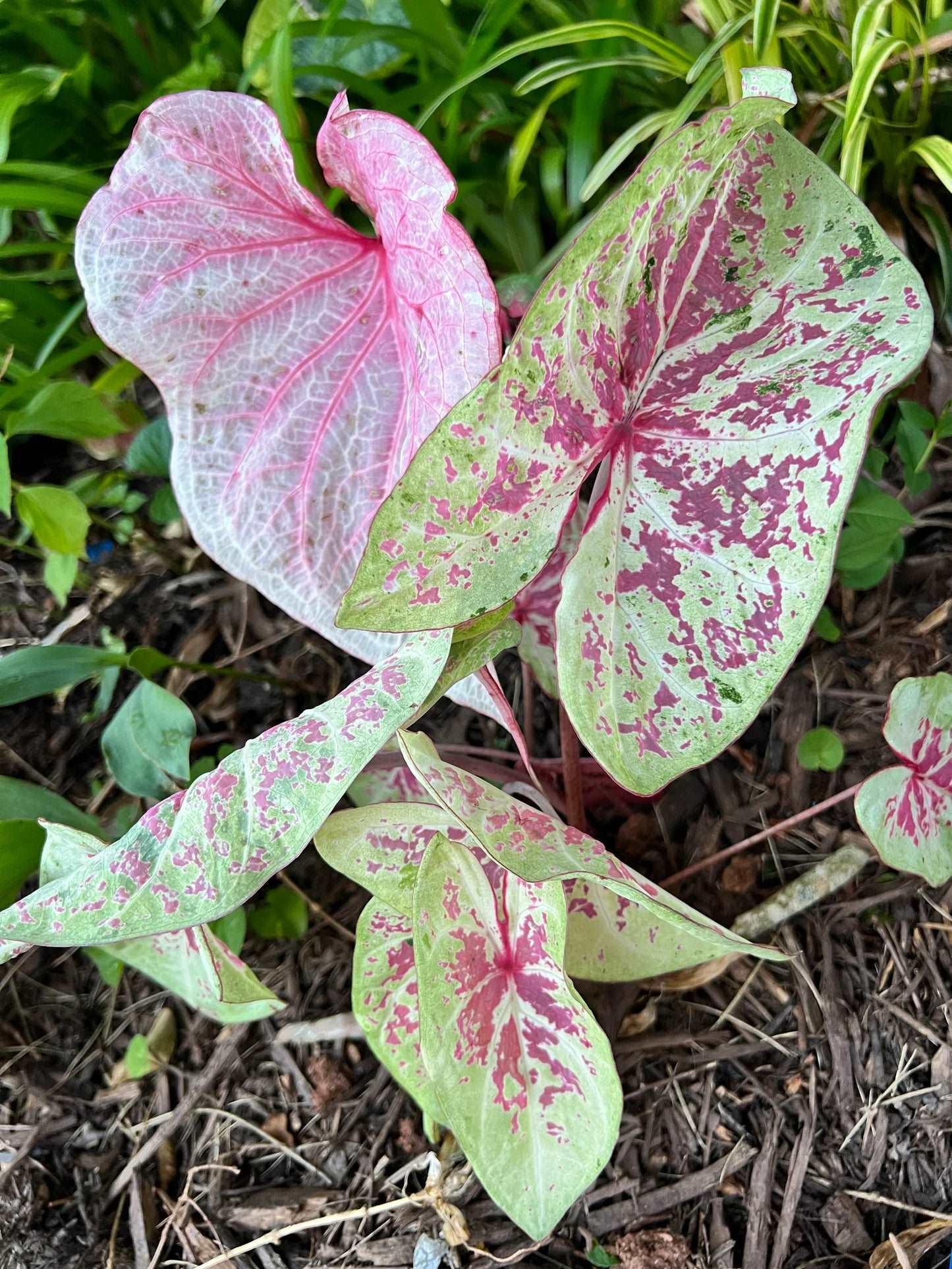 Caladium Seafoam Pink - Image 3