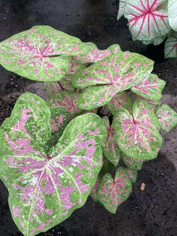 Caladium Seafoam Pink - Image 4