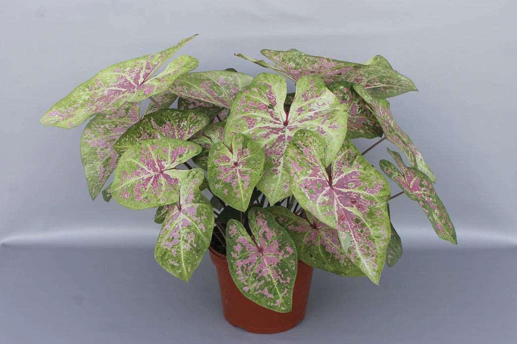Caladium Seafoam Pink - Image 5