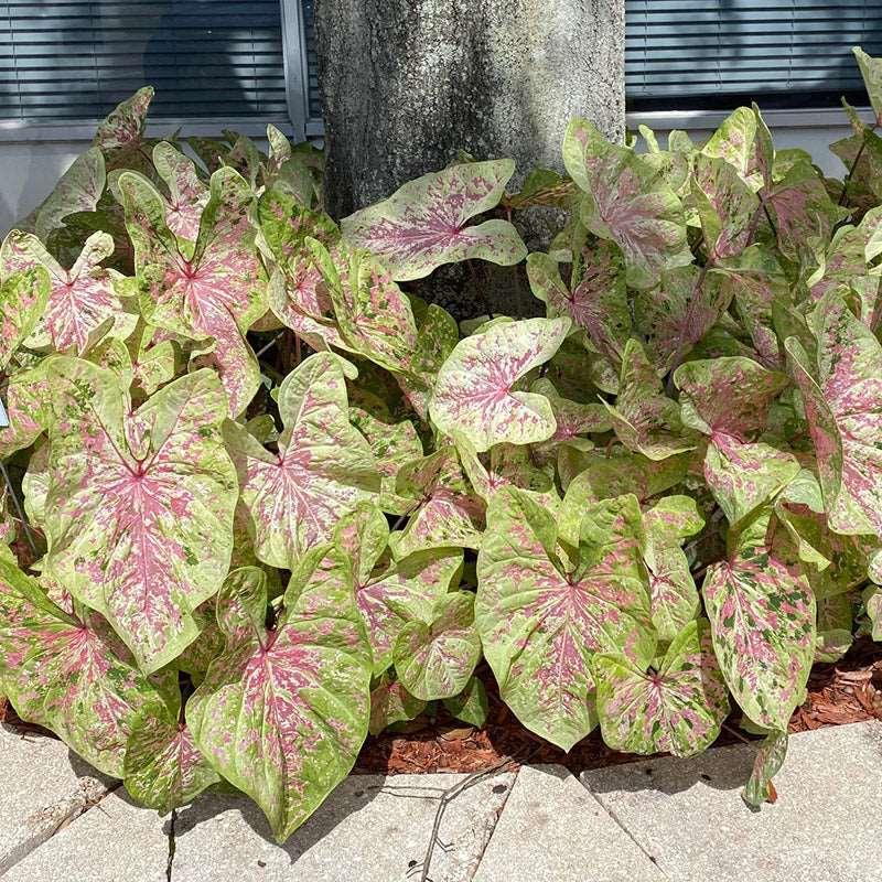 Caladium Seafoam Pink - Image 6
