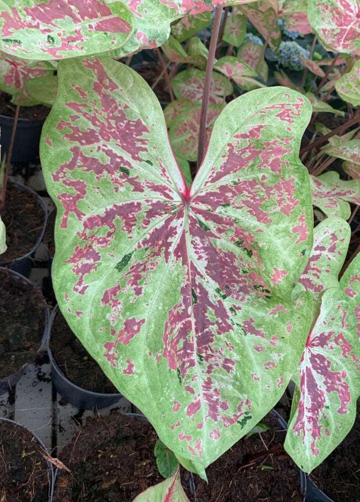 Caladium Seafoam Pink - Image 7