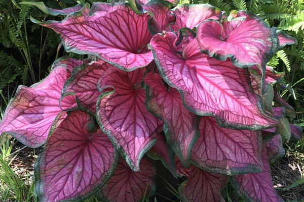Caladium Sizzle - Image 3