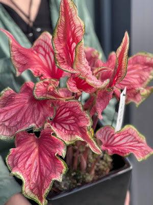 Caladium Sizzle - Image 4
