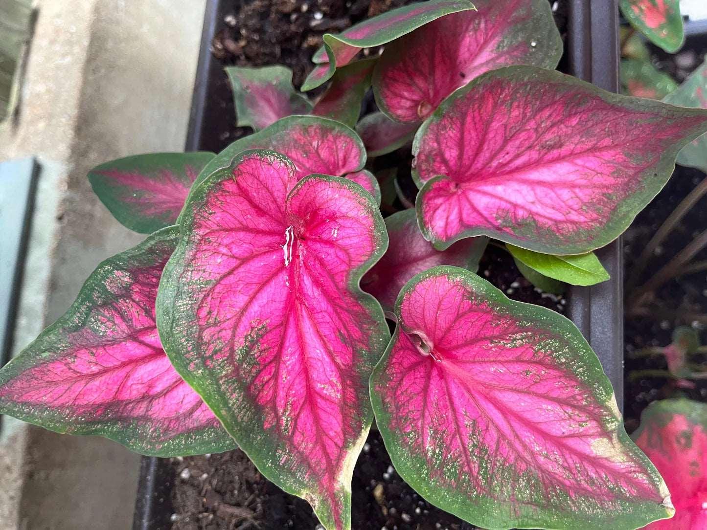 Caladium Sizzle - Image 5