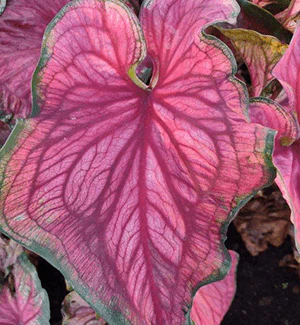 Caladium Sizzle - Image 6