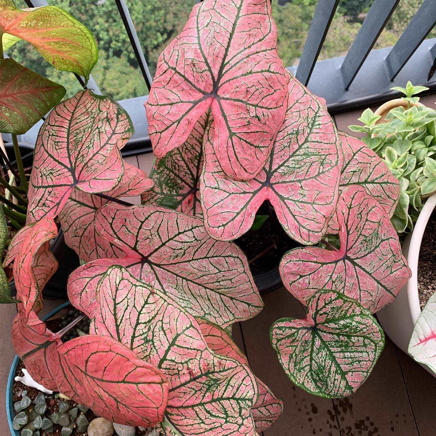Caladium Spring Fling - Image 10