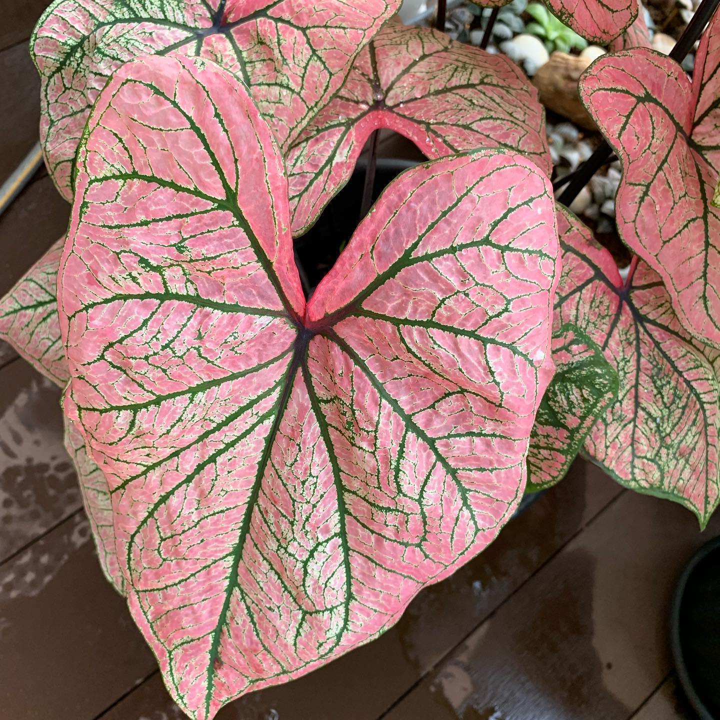 Caladium Spring Fling - Image 11