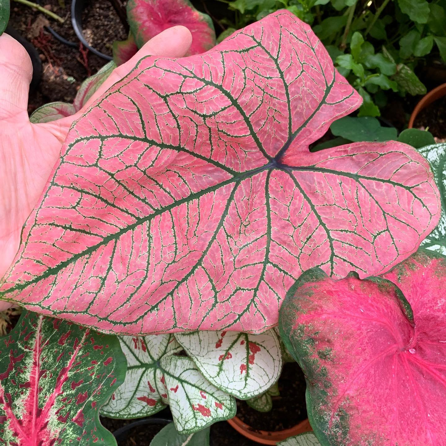 Caladium Spring Fling - Image 2
